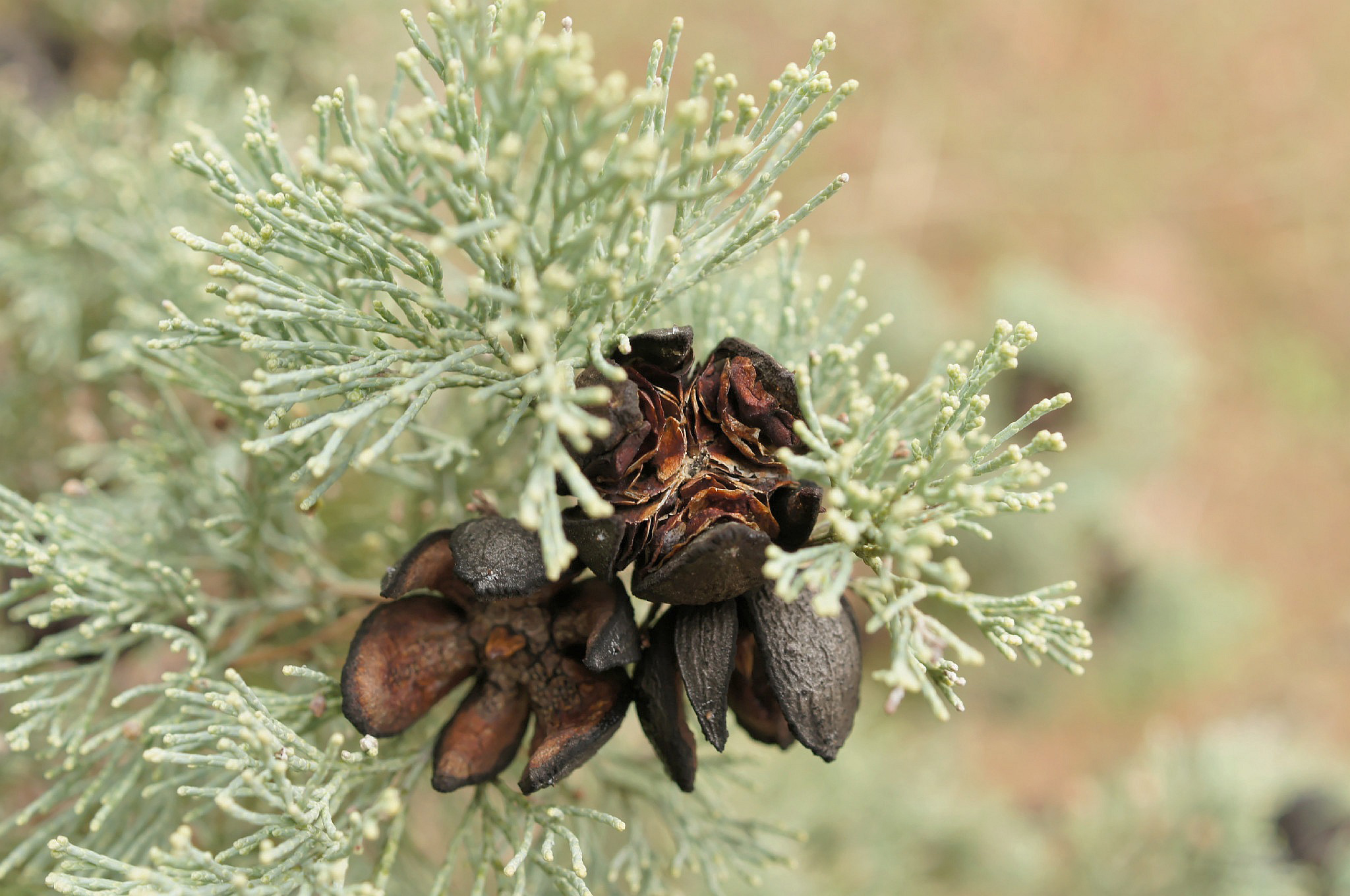 Is White Cypress Pine Native To Australia